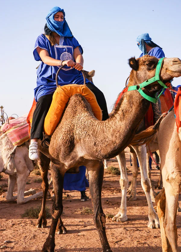 Dromadaire Marrakech